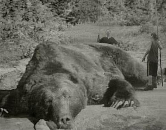 Hình ảnh được cho là gấu Kesagake khi bị tiêu diệt. Ảnh: wikipedia